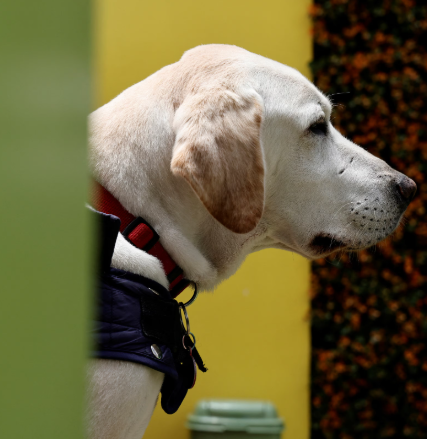 Aldo the Labrador: A Hero at the Dentist's Office in Ecuador